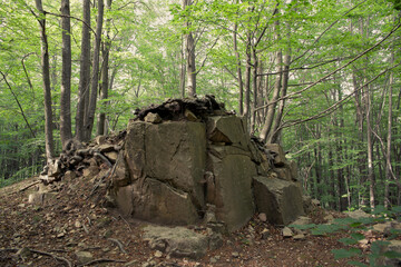 Roca en el bosque de hayas