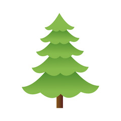 cartoon pine tree natural plant conifer image vector illustration