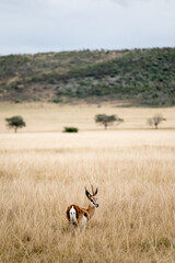 Lonely Springbok