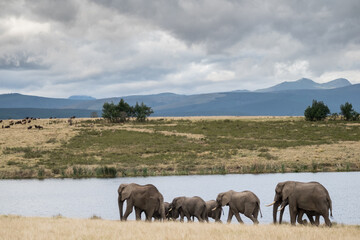 Elephant family at the lake.