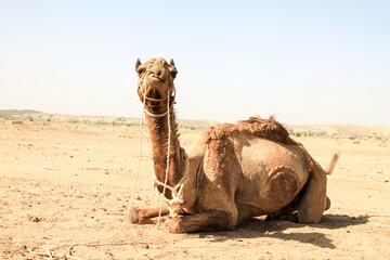 Camel sitting down in the indian desert.
