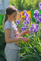 Girl cutting flowers with scissors in the garden - obrazy, fototapety, plakaty