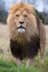 Obraz na płótnie Canvas Male Lion Standing