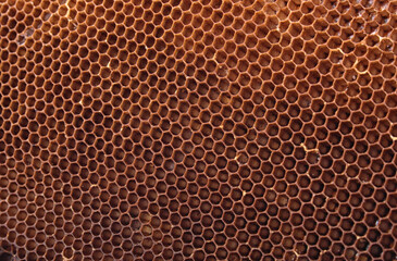 honey combs background