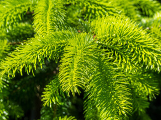 Frische Nadelspitzen