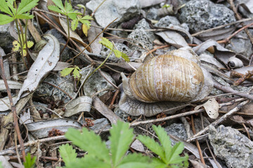A big gravel with a shell on the stove.