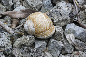 A big gravel with a shell on the stove.