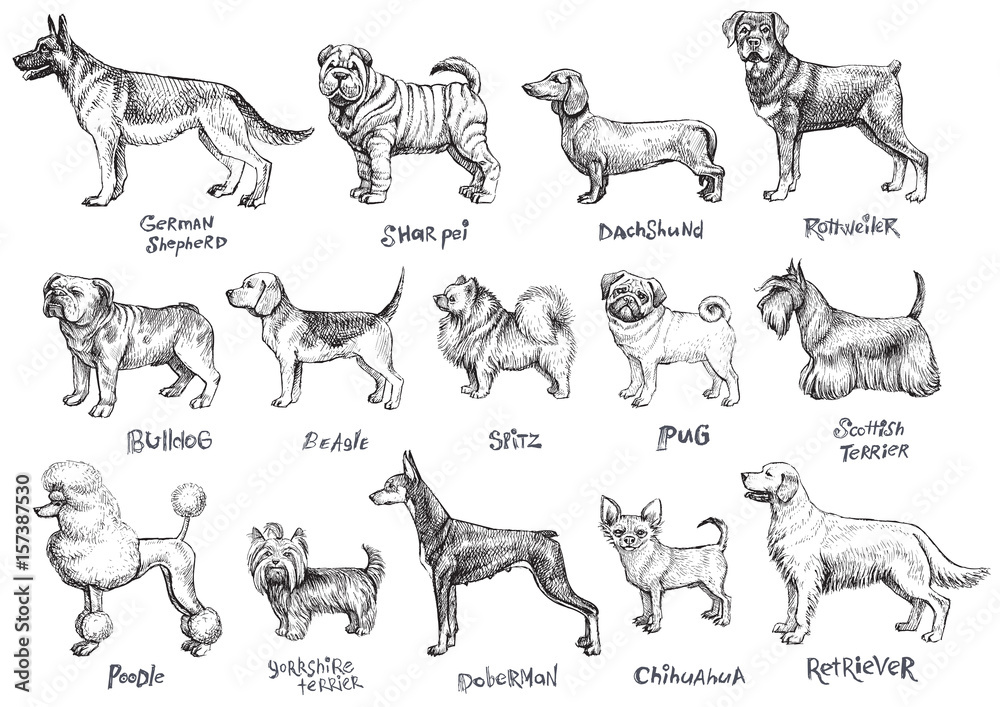 Wall mural dogs breeds vector set.