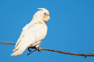 Little Corella