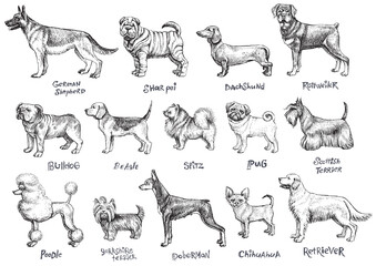 Dogs breeds vector set.