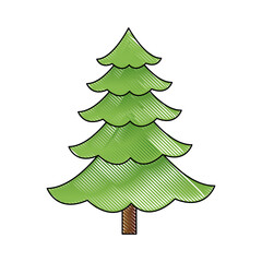 cartoon pine tree natural plant of forest image vector illustration