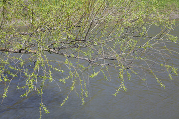 hanging twigs over water