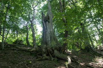 Mighty trunk photographed during a mountain hike