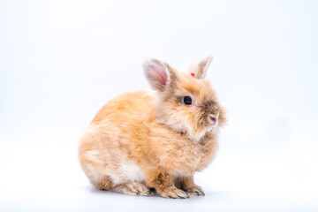 Rabbit on white background