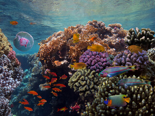 Naklejka na ściany i meble Jellyfish and Tropical fish in the Red Sea