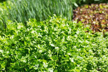 Obraz premium green parsley in a garden