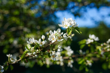 Beautiful blossoming apple tree on a warm sunny day