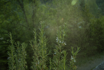 rosemary plant sprayed at sunset