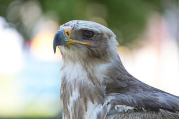 head of the king's eagle