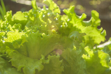 green salad plants at sunset close-up