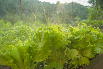 green salad plants being sprayed with water at sunset