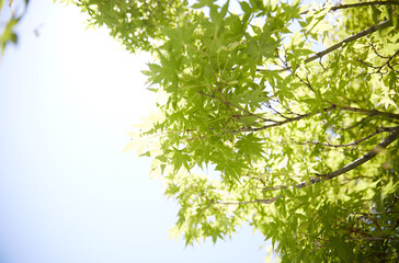 Obraz premium 新緑 青紅葉 春 japan 日本