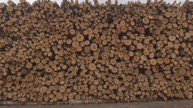 CLOSE UP: Detail of a beautiful natural pattern created with perfectly stacked pile of firewood lumber. Tree logs of different diameters cut, delimbed and prepared in large woodpile. Timber texture