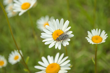 Obraz na płótnie Canvas A white and yellow Shasta daisy with another in the soft-focused background. closeup with fly on it