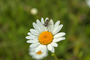 Fototapeta premium A white and yellow Shasta daisy with another in the soft-focused background. closeup with fly on it