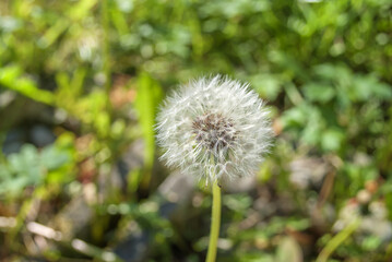 Dandelion Puffball closeup