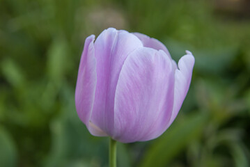 Violet Tulip closeup