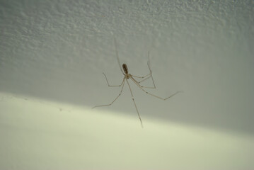 home spider on white wall closeup