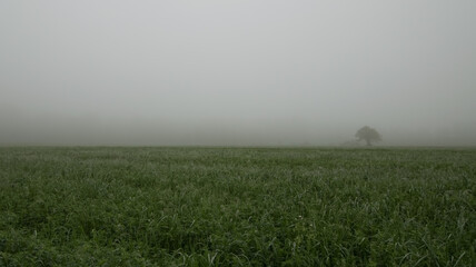 Fog Field with a lone tree