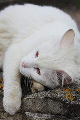 Fototapeta na wymiar white single homeless cat with orange eyes is posing outdoors on a sunny day