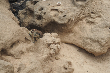 Atlashörnchen auf Fuerteventura II