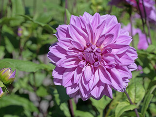 Obraz premium Dahlien, Dahlias