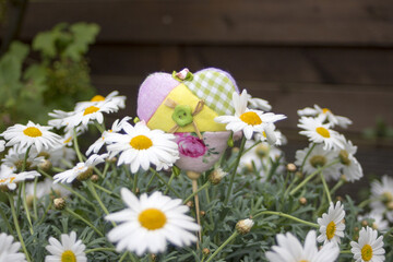 Gänseblümchen