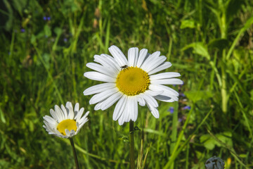 Obraz premium A white and yellow Shasta daisy with another in the soft-focused background