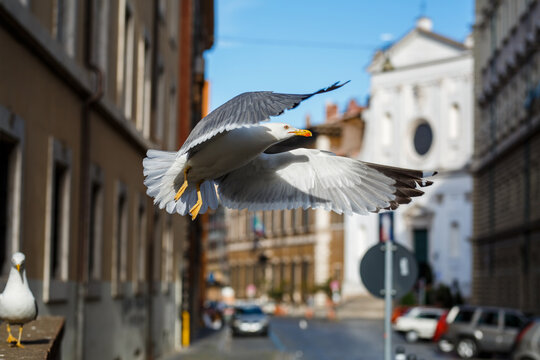 Seegull in flight on the streets of Rome