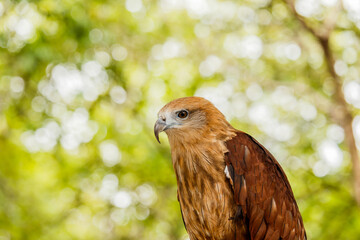 Close up portrait of a red tailed hawk .