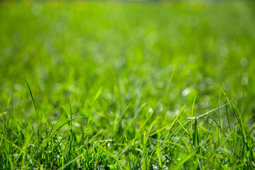 Background of green juicy grass