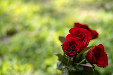Red color roses flower with green nature background