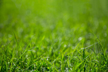 Background of green juicy grass