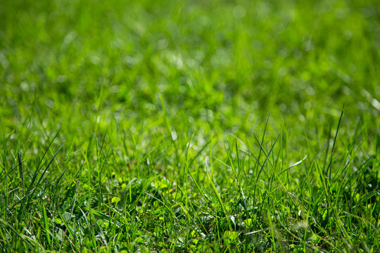 Background of green juicy grass