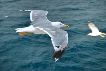 seagull (kelp gull) in flight over blue sea (larus dominicanus)