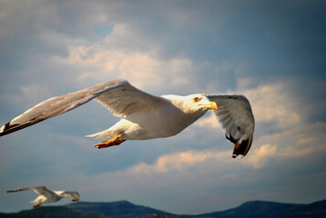seagull (kelp gull) in flight (larus dominicanus)