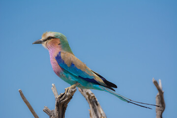 Lilac Breasted Roller