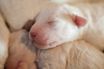 newborn puppies