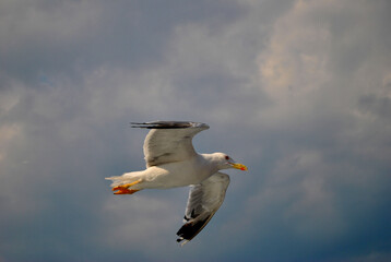 seagull (kelp gull) in flight (larus dominicanus)