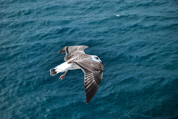 seagull (kelp gull) in flight over blue sea (larus dominicanus)